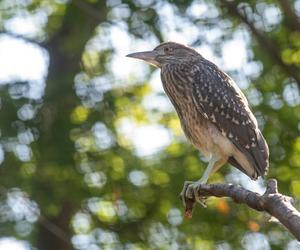 W Orientarium Zoo Łódź wykluł się ślepowron