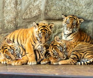 Cztery tygrysy sumatrzańskie z wrocławskiego zoo otrzymały imiona