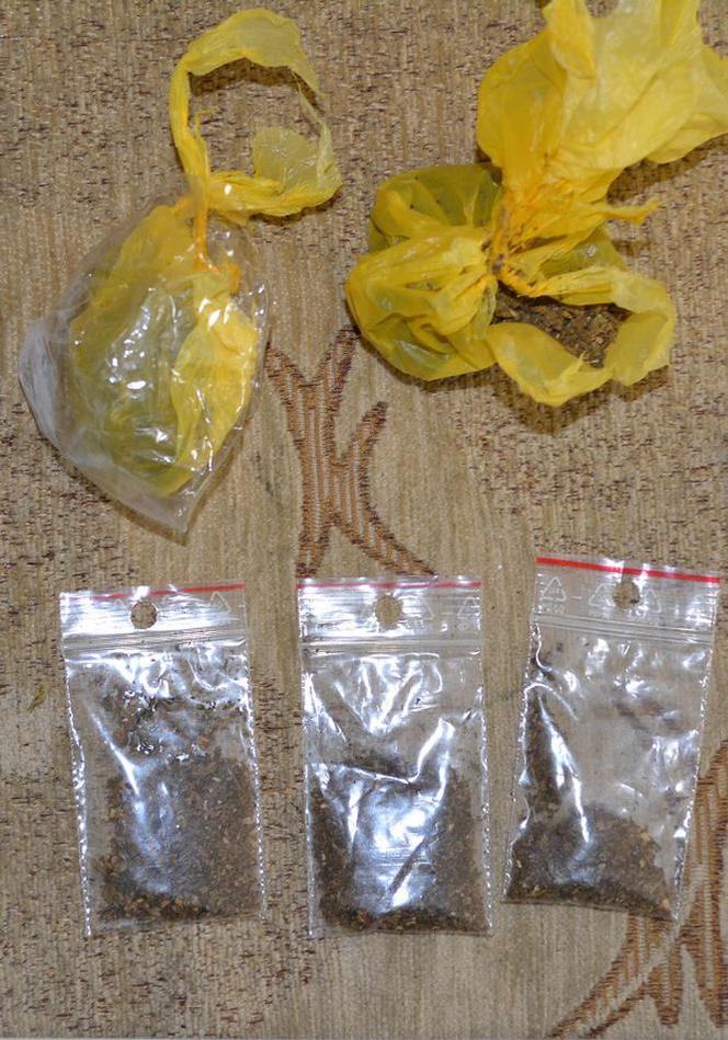 Amfetamina, marihuana i drzewka konopi. 19-letni diler w rękach policji