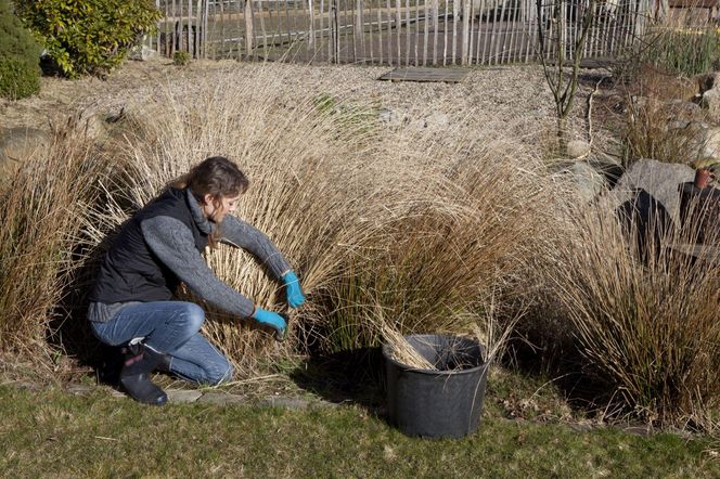 Cięcie traw ozdobnych