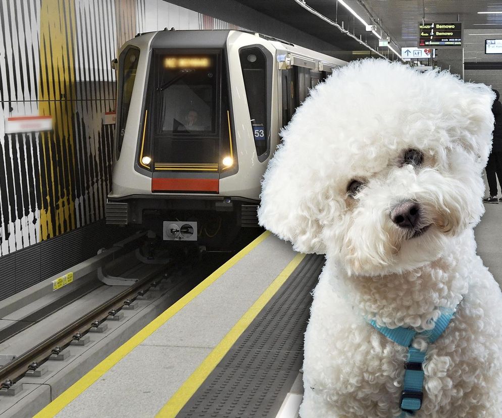 Malutki piesek wpadł pod metro! Właścicielka przeżyła chwile grozy. Wielkie poruszenie w sieci