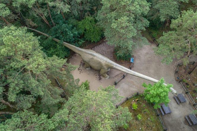 Wyjątkowa okazja do zabawy dla fanów dinozaurów. W Solcu Kujawskim zapowiada się wielkie świętowanie