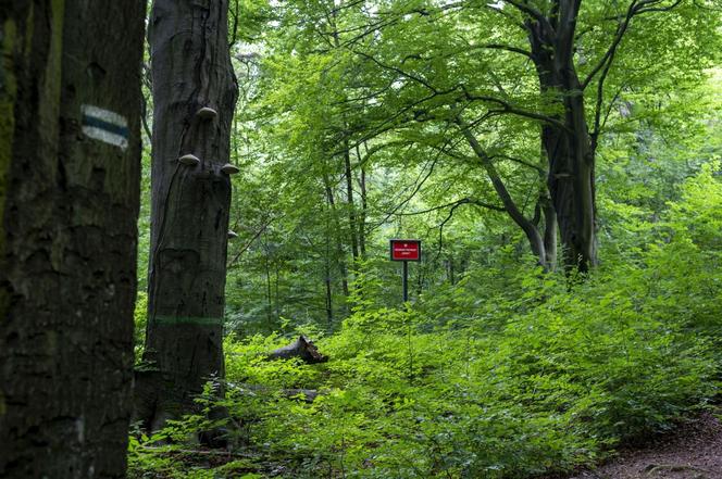 Rezerwat przyrody Segiet na pograniczu Bytomia i Tarnowskich Gór