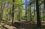 Arboretum w Kopnej Górze. Puszcza w pigułce