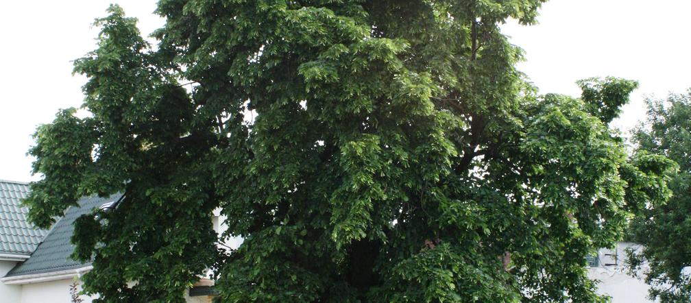 Lipa szerokolistna