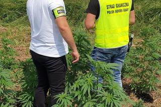 Lubelskie: Właściciel pola marihuany „pomógł” policji. Na polu zostawił paczkę ze swoimi danymi