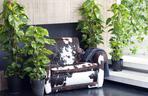 Epipremnum