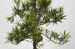 bonsai