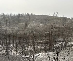 Ogromny pożar we Francji! Spłonął obszar wielki jak Paryż