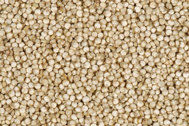 quinoa, proso boliwijskie, komosa ryżowa