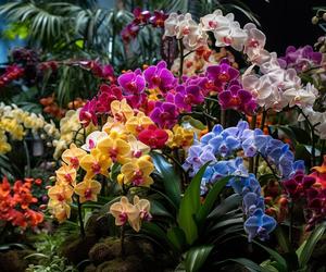 Potworne Cuda,  Światowa Wystawa Orchidei, Bonsai i Sukulentów oraz PLANTS Wielkie Targi Roślin 