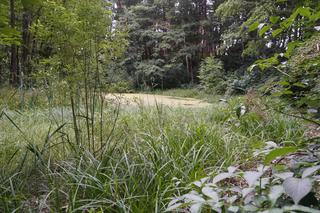 To najmniejsze jezioro w Olsztynie. Prawie nikt o nim nie słyszał [ZDJĘCIA]