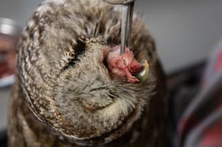 Sowa Sigma uszkodziła oko [GALERIA]