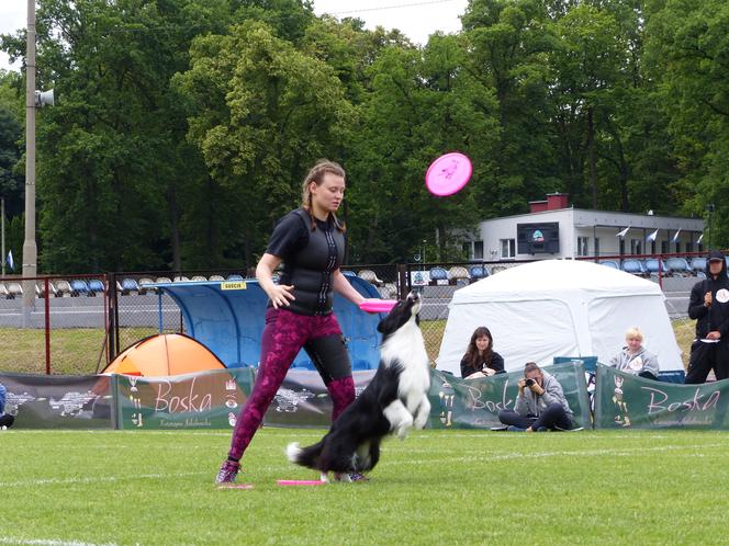 dog frisbee w Iławie