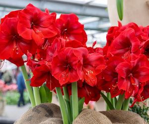 Hippeastrum