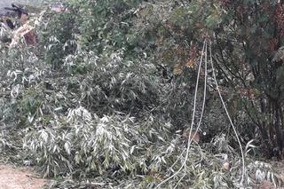 Skutki burzy w Krynkach. Złamany konar zerwał linię energetyczną i uszkodził auto