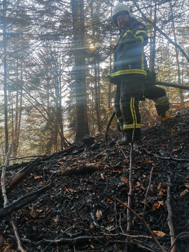 Wyrzucał popiół z kominka, ogniem zajął się hektar lasu w Baligrodzie [Zdjęcia]