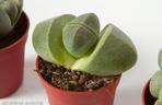 Lithops