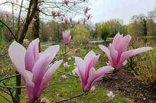 Piękne magnolie pod Poznaniem