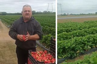 Najdziwniejsze truskawki świata? Internauci komentują owoce, które wyhodował sadownik z TikToka [WIDEO]