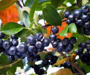 Aronia 