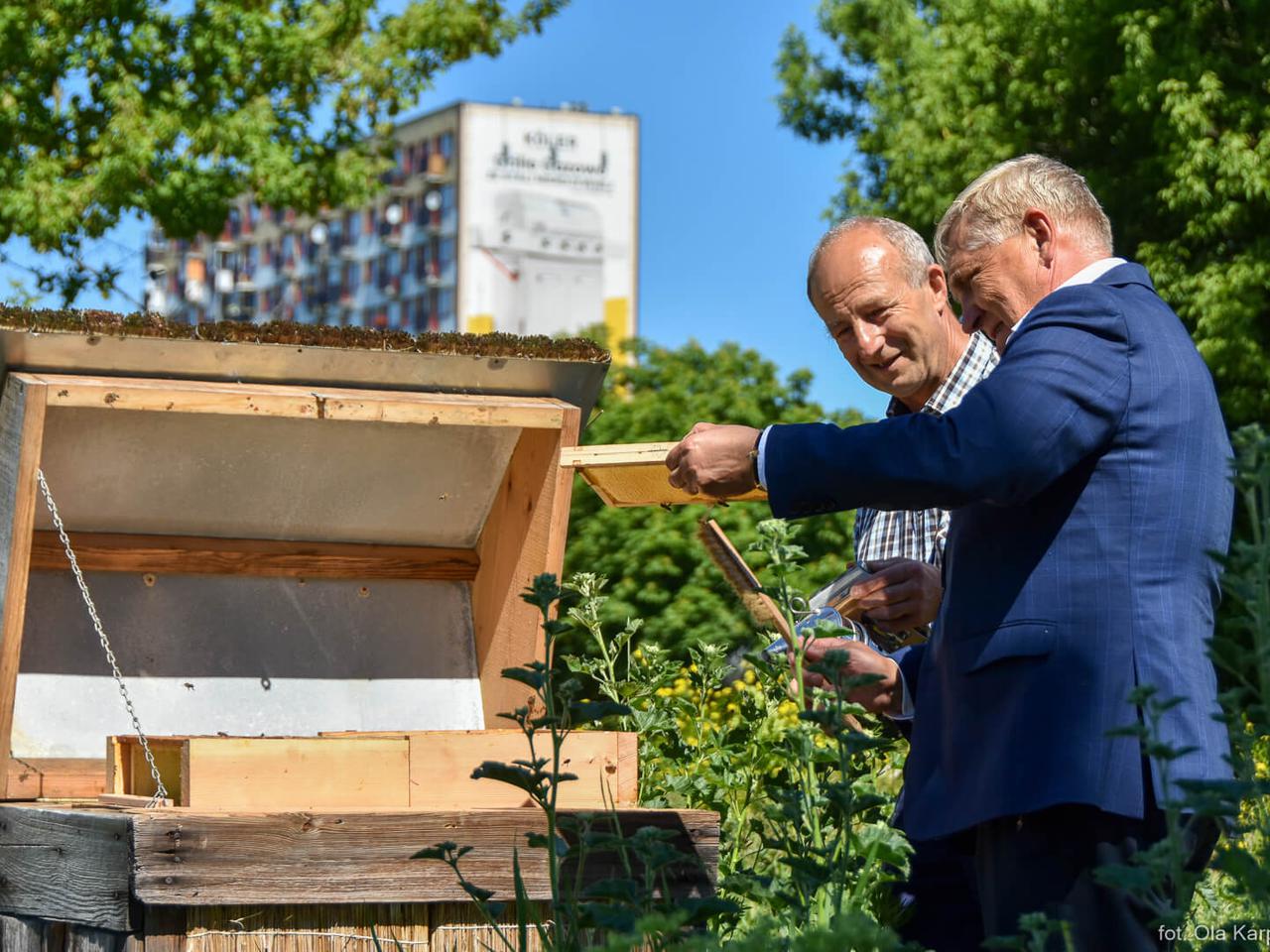 Wiosenne miodobranie w miejskiej pasiece w Białymstoku [ZDJĘCIA, WIDEO]