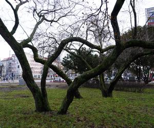 Drzewa na skwerze przy skrzyżowaniu ul. 10 lutego i Świętojańskiej tworzyły wyjątkowy klimat