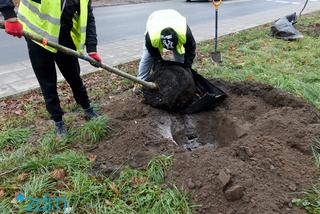 Poznańskie ulice z kolejnymi drzewami!