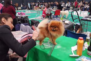 Międzynarodowa Wystawa Psów Rasowych w Bydgoszczy