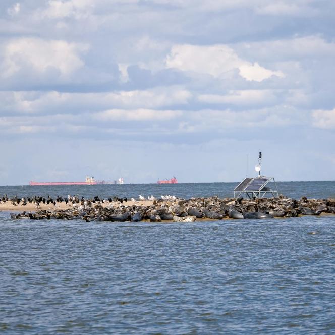 Ujście Wisły i Mewia Łacha - puste plaże i foki. Co tu zwiedzić? Jak zobaczyć foki? Wędrowne Motyle podpowiadają