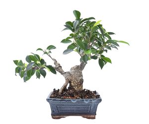 Fikus tępy = Figowiec tępy - Ficus microcarpa, syn. Ficus retusa