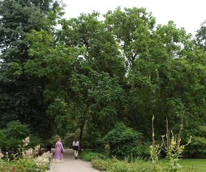 To jeden z najpiękniejszych ogrodów botanicznych w Polsce. Znajduje się na Dolnym Śląsku 