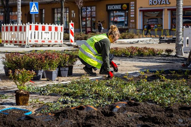 Nowe sadzonki przyjechały na aleję Wojska Polskiego