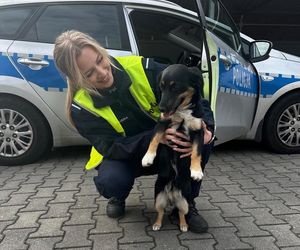 Policjanci z Raciborza uratowali czworonoga. Pieseł błąkał się na ruchliwej drodze