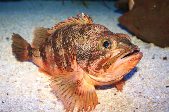 Karmazyn - ryba z rodziny Sebastidae