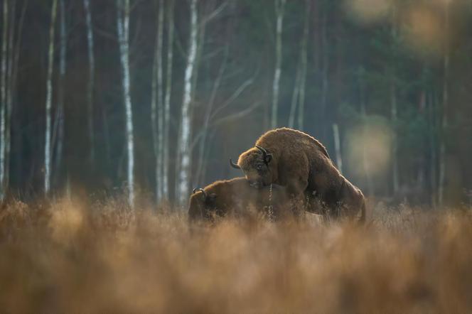 Puszcza Białowieska