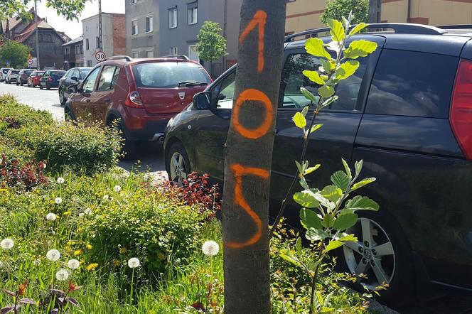 Do wycięcia? Drzewa na Święciechowskiej w Lesznie ponumerowane
