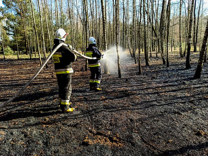 82-latek wypalał trawy, skończyło się pożarem lasu. Spłonęło 1,5 hektara!