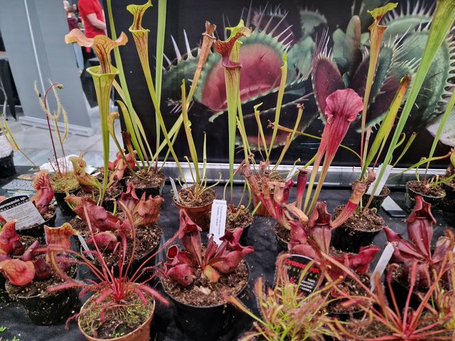 Egzotyczny świat zawitał do Bydgoszczy! ZooEgzotyka 2025 i Targi Akwarystyki przyciągnęły tłumy