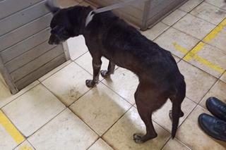 Pies Piter żył w okropnych warunkach