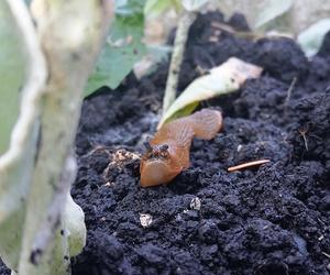 Budzą obrzydzenie i są utrapieniem ogrodników. Ślimaki sieją spustoszenie