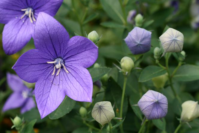 Rozwar wielkokwiatowy - Platycodon grandiflorus