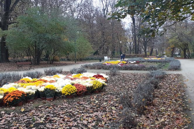 Ogród Saski w Lublinie zdobią teraz chryzantemy