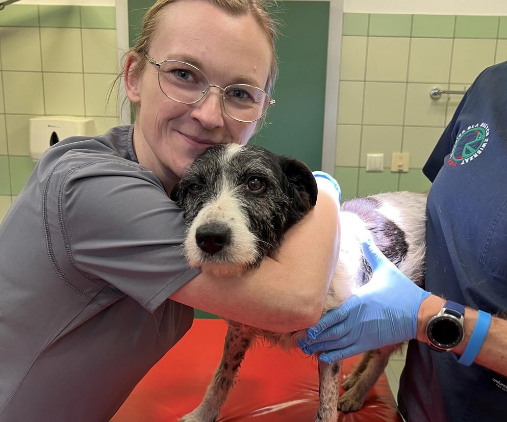 Weterynarze pomogli Tajce pogryzionej przez psy