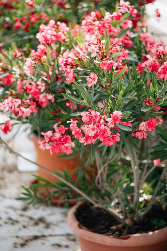 Oleander