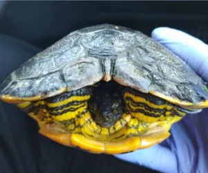 Strażnicy miejscy z Bydgoszczy uratowali żółwia, ale okazało się, że trzeba go uśpić