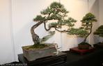 bonsai