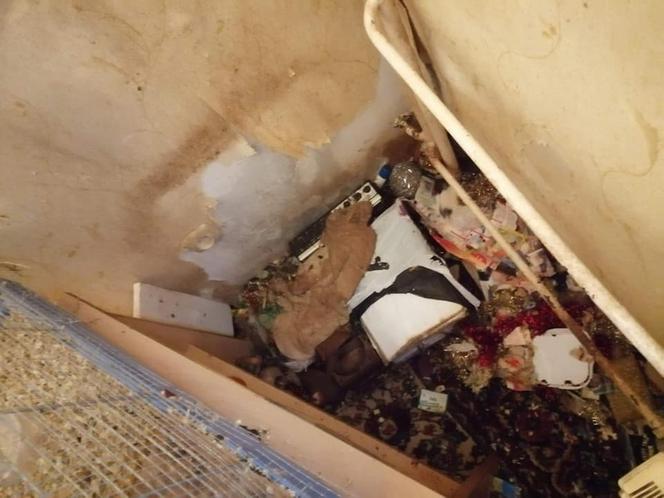 PRZERAŻAJĄCE! Miała w mieszkaniu 130 szczurów! "Były zaświerzbione, miały odgryzione ogony"