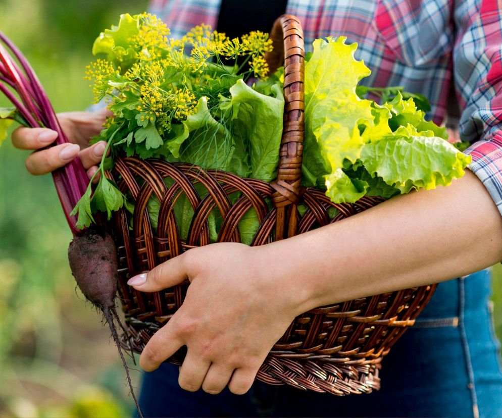 Warzywa z miejskich ogródków to zagrożenie dla zdrowia? Szokujące wyniki badań