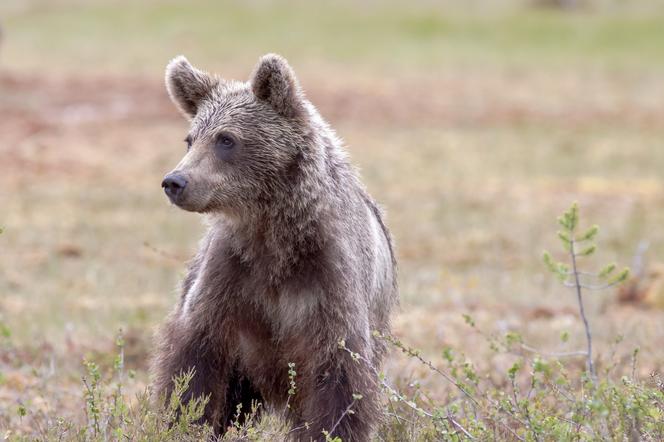 Malutki niedźwiadek zgubił się i szuka swojej mamy. TPN zamyka szlaki w Tatrach